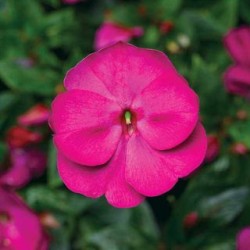 Seminte IMPATIENS hawkerii FLORIFIC Violet -Impatiens de Noua Guinee