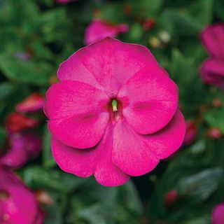 Seminte IMPATIENS hawkerii FLORIFIC Violet -Impatiens de Noua Guinee