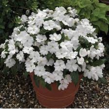 Seminte IMPATIENS hawkerii FLORIFIC White -Impatiens de Noua Guinee