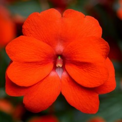 Seminte IMPATIENS hawkerii FLORIFIC Orange -Impatiens de Noua Guinee
