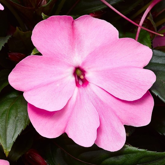 Seminte IMPATIENS hawkerii FLORIFIC Pink -Impatiens de Noua Guinee