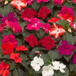 Seminte IMPATIENS walleriana IMARA XDR Mix 1000s