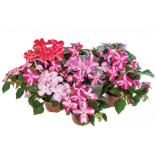 Seminte IMPATIENS walleriana IMARA XDR Mix Star 1000s