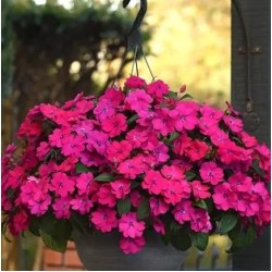 Seminte IMPATIENS interspecific SOLARSCAPE F1 Magenta Bliss -Sporul casei de soare 