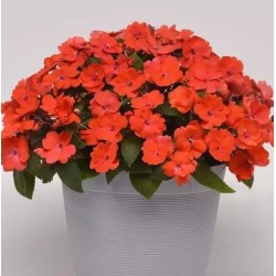 Seminte IMPATIENS interspecific SOLARSCAPE F1 Orange Burst -Sporul casei de soare 