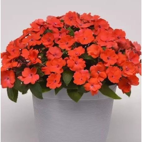 Seminte IMPATIENS interspecific SOLARSCAPE F1 Orange Burst -Sporul casei de soare 