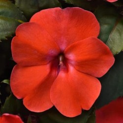 Seminte IMPATIENS interspecific SOLARSCAPE F1 Orange Burst -Sporul casei de soare 