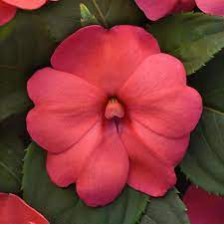 Seminte IMPATIENS interspecific SOLARSCAPE F1 XL Salmon Glow -Sporul casei de soare 