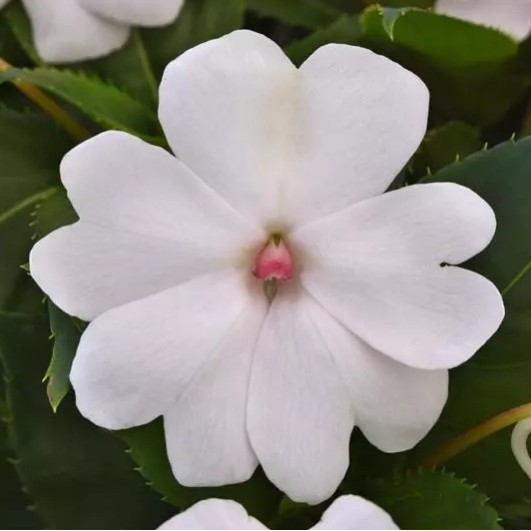 Seminte IMPATIENS interspecific SOLARSCAPE F1 White Pearl -Sporul casei de soare 