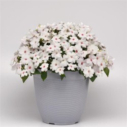 Seminte IMPATIENS interspecific SOLARSCAPE F1 White Shimmer -Sporul casei de soare 
