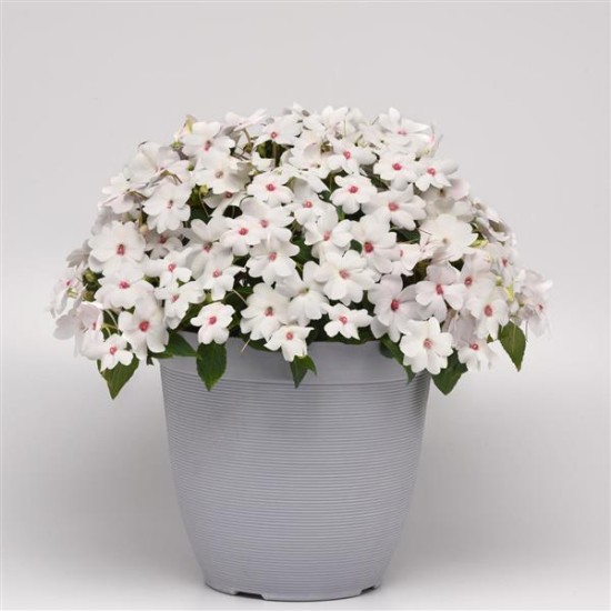 Seminte IMPATIENS interspecific SOLARSCAPE F1 White Shimmer -Sporul casei de soare 