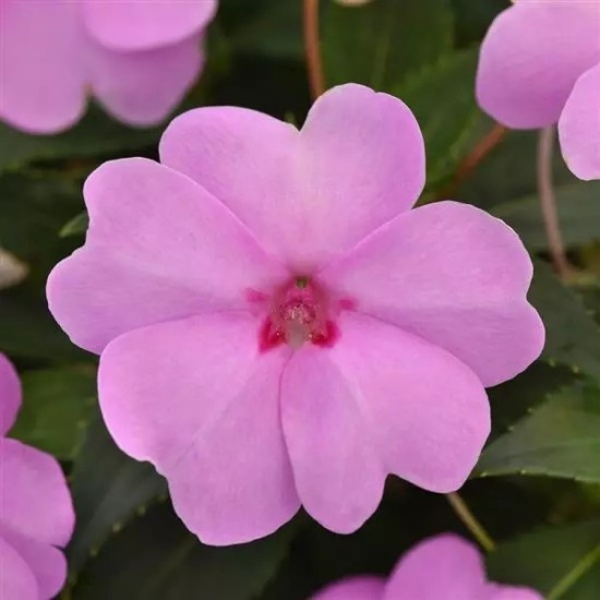 Seminte IMPATIENS interspecific SOLARSCAPE F1 XL Lilac Sparkle -Sporul casei de soare 