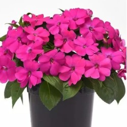 Seminte IMPATIENS interspecific SOLARSCAPE F1 XL Pink Jewel -Sporul casei de soare 