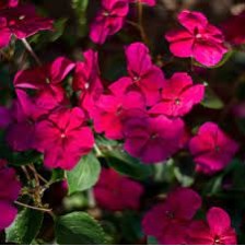 Seminte IMPATIENS walleriana ACCENT Burgundy -Sporul casei de umbra