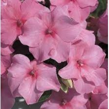 Seminte IMPATIENS walleriana ACCENT Deep Pink 1000s