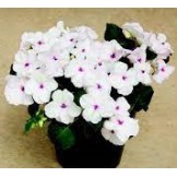 Seminte IMPATIENS walleriana ACCENT PREMIUM Bright Eye 1000s