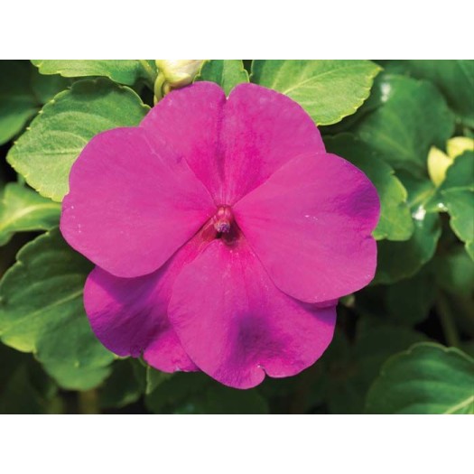 Seminte IMPATIENS walleriana ACCENT PREMIUM Lilac 1000s