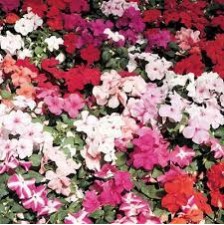 Seminte IMPATIENS walleriana ACCENT PREMIUM Mix 1000s