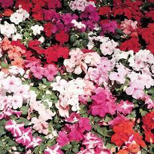 Seminte IMPATIENS walleriana ACCENT PREMIUM Mix 1000s