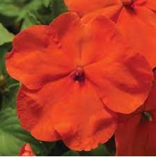 Seminte IMPATIENS walleriana ACCENT PREMIUM Deep Orange 1000s
