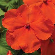 Seminte IMPATIENS walleriana ACCENT PREMIUM Deep Orange 1000s
