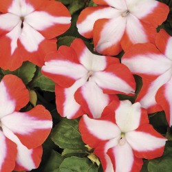 Seminte IMPATIENS walleriana ACCENT PREMIUM Orange Star 1000s