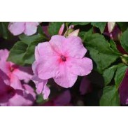 Seminte IMPATIENS walleriana ACCENT PREMIUM Pink 1000s