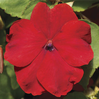Seminte IMPATIENS walleriana ACCENT PREMIUM Red 1000s