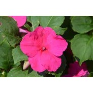 Seminte IMPATIENS walleriana ACCENT PREMIUM Rose 1000s