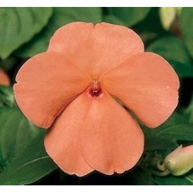 Seminte IMPATIENS walleriana ACCENT PREMIUM Salmon 1000s