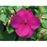 Seminte IMPATIENS walleriana ACCENT PREMIUM Violet 1000s