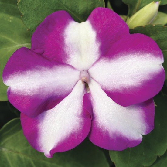 Seminte IMPATIENS walleriana ACCENT PREMIUM Violet Star 1000s