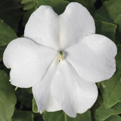 Seminte IMPATIENS walleriana ACCENT PREMIUM White 1000s