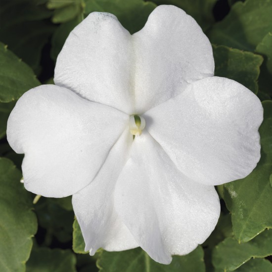 Seminte IMPATIENS walleriana ACCENT PREMIUM White 1000s