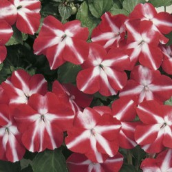 Seminte IMPATIENS walleriana ACCENT Red Star 1000s