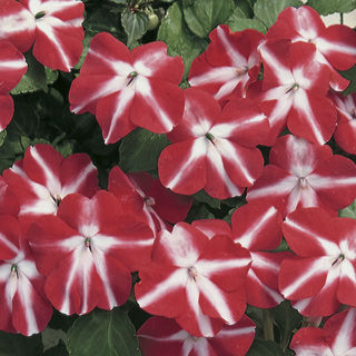 Seminte IMPATIENS walleriana ACCENT Red Star 1000s