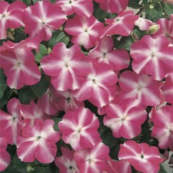 Seminte IMPATIENS walleriana ACCENT Rose Star 1000s