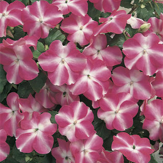 Seminte IMPATIENS walleriana ACCENT Rose Star 1000s