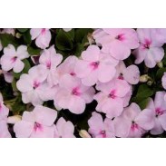 Seminte IMPATIENS walleriana BALANCE Blush Pink 1000s