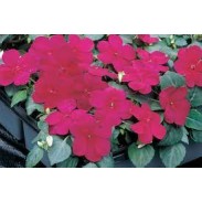 Seminte IMPATIENS walleriana BALANCE Burgundy 1000s