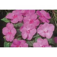 Seminte IMPATIENS walleriana BALANCE Lilac 1000s