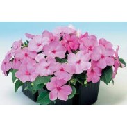 Seminte IMPATIENS walleriana BALANCE Pink 1000s