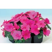 Seminte IMPATIENS walleriana BALANCE Rose 1000s