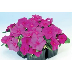 Seminte IMPATIENS walleriana BALANCE Violet 1000s
