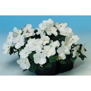Seminte IMPATIENS walleriana BALANCE White 1000s