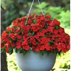 Seminte IMPATIENS walleriana BEACON Red Bright 1000s