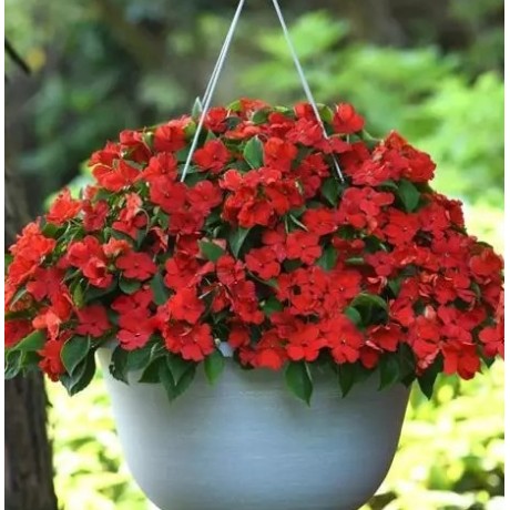Seminte IMPATIENS walleriana BEACON Red Bright 1000s