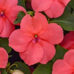 Seminte IMPATIENS walleriana BEACON Coral 1000s