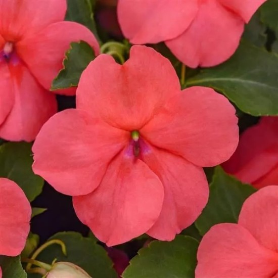 Seminte IMPATIENS walleriana BALANCE Coral 1000s