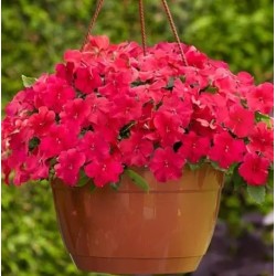 Seminte IMPATIENS walleriana BEACON Lipstick 1000s